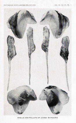 A New Shipworm from Panama