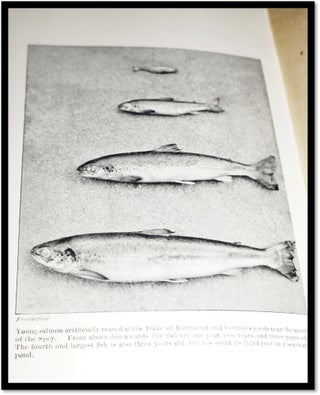 The Life of the Salmon: With Reference More Especially to the Fish in Scotland