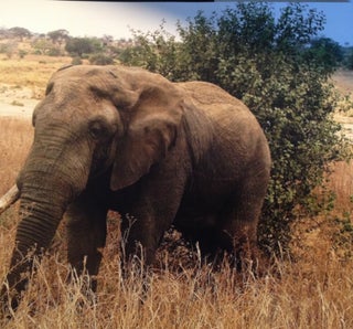African Odyssey: Travels in Tanzania