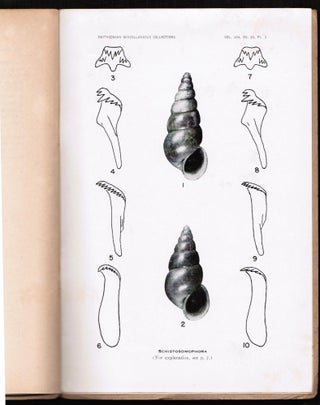 Schistosomophora in China, with descriptions of two new species and a note on their Philippine relative