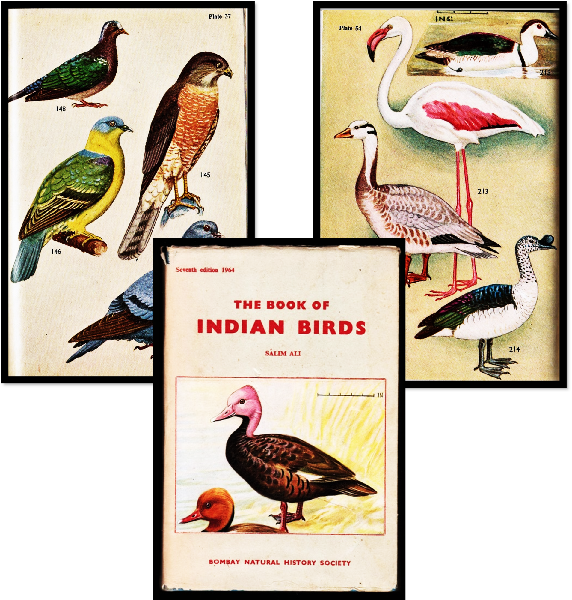 Item #010156 The Book of Indian Birds. Salim Ali