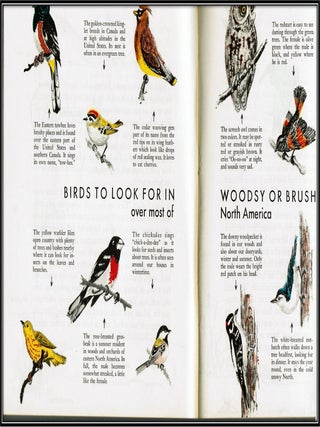 The First Book of Birds