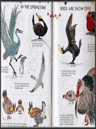 The First Book of Birds