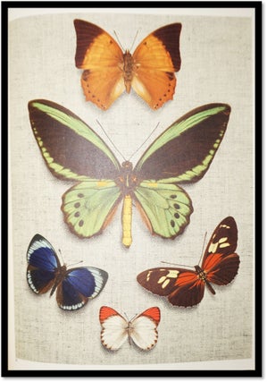 The Beauty of Butterflies: 12 Beautiful Colour Plates from Nature [Batsfords 'Art and Nature in Colour' Series]