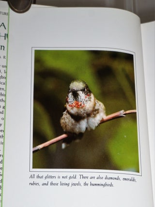 A Hummingbird in My House: The Story of Squeak