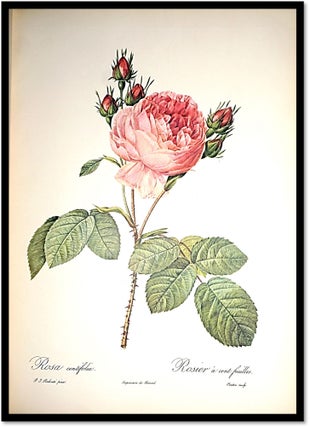 [Botanical Art] Roses & Roses 2 [Two Volumes bound as One]
