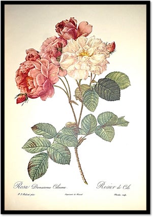 [Botanical Art] Roses & Roses 2 [Two Volumes bound as One]