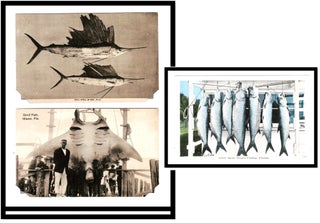Item #015120 [Miami] 3 Postcards of Vintage South Florida Fishing. Tarpon Sail Fish Giant Ray