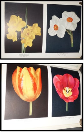 Beauty from Bulbs, A Treatise on the Leading Varieties of Bulbs Suitable For Outdoor and Indoor Culture and of Proven Merit for American Gardens