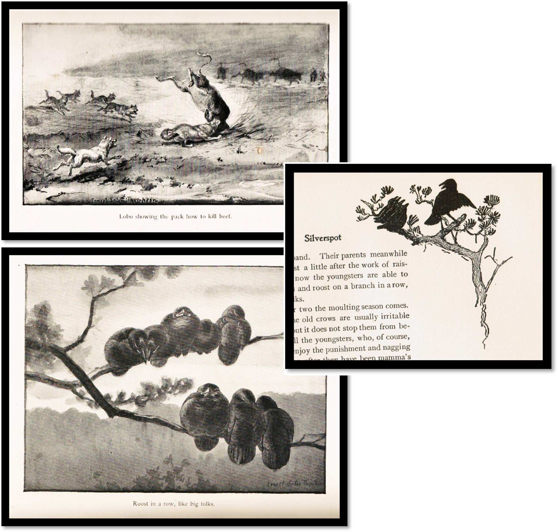 Wild Animals I Have Known | Ernest Thompson Seton | 15th printing