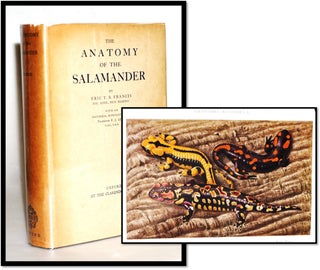 Item #15477 The Anatomy of the Salamander. Eric T. B. Francis, Historical, F. J. Cole