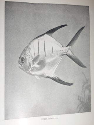 American Food and Game Fishes - A Popular Account of All the Species Found in America North of the Equator, With Keys for Ready Identification, Life Histories, and Methods of Capture