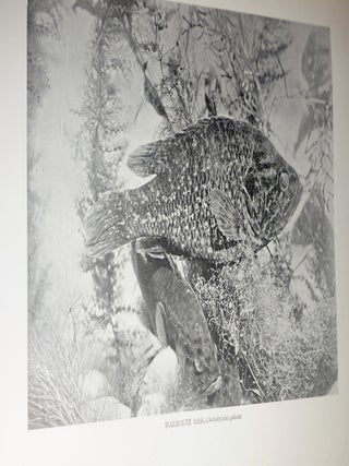 American Food and Game Fishes - A Popular Account of All the Species Found in America North of the Equator, With Keys for Ready Identification, Life Histories, and Methods of Capture
