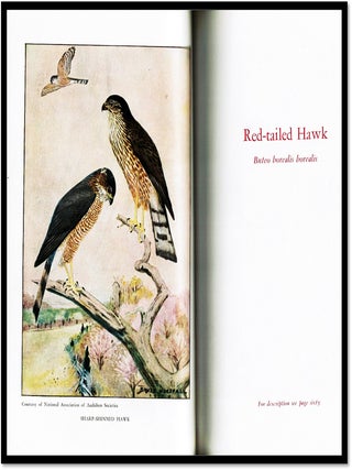 Birds In Florida