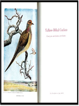 Birds In Florida