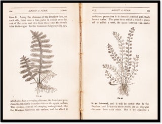 Plant-Life. Popular Papers on the Phenomena of Botany