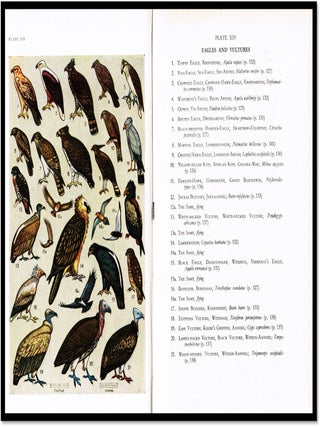 A First Guide to South African Birds