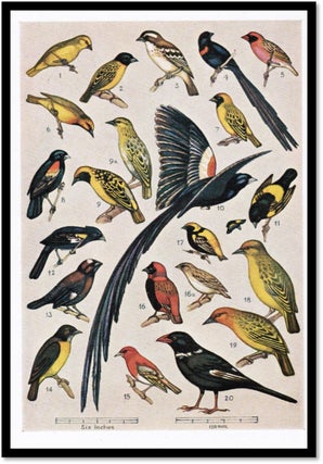 A First Guide to South African Birds