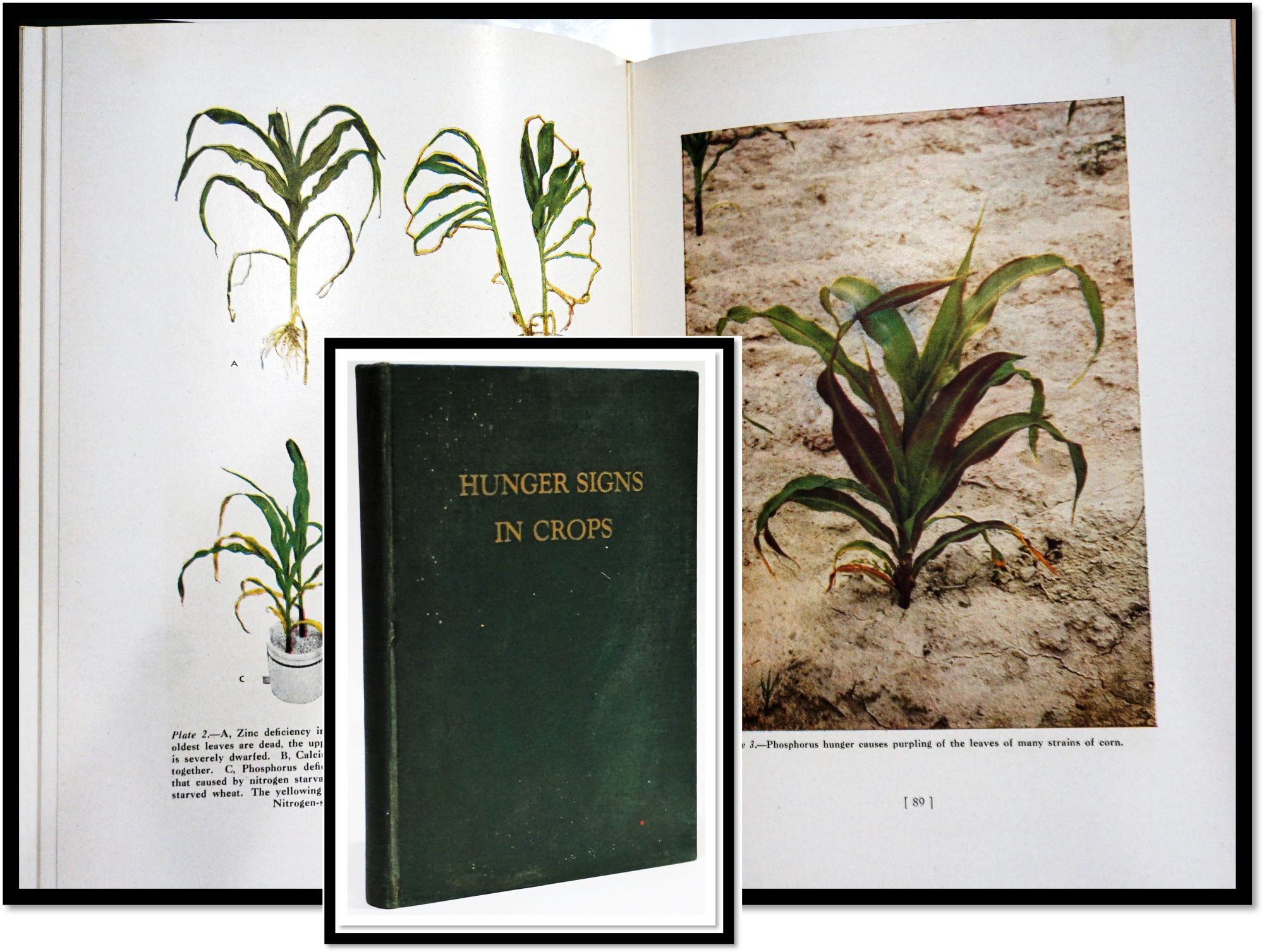 Hunger Signs in Crops | Gove - Hambridge | Third Printing