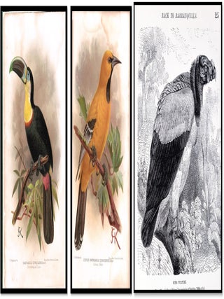 A Flying Trip to the Tropics: A Record of an Ornithological Visit to the United States of Colombia, South America and to the Island of Curacao, West Indies in the Year 1892
