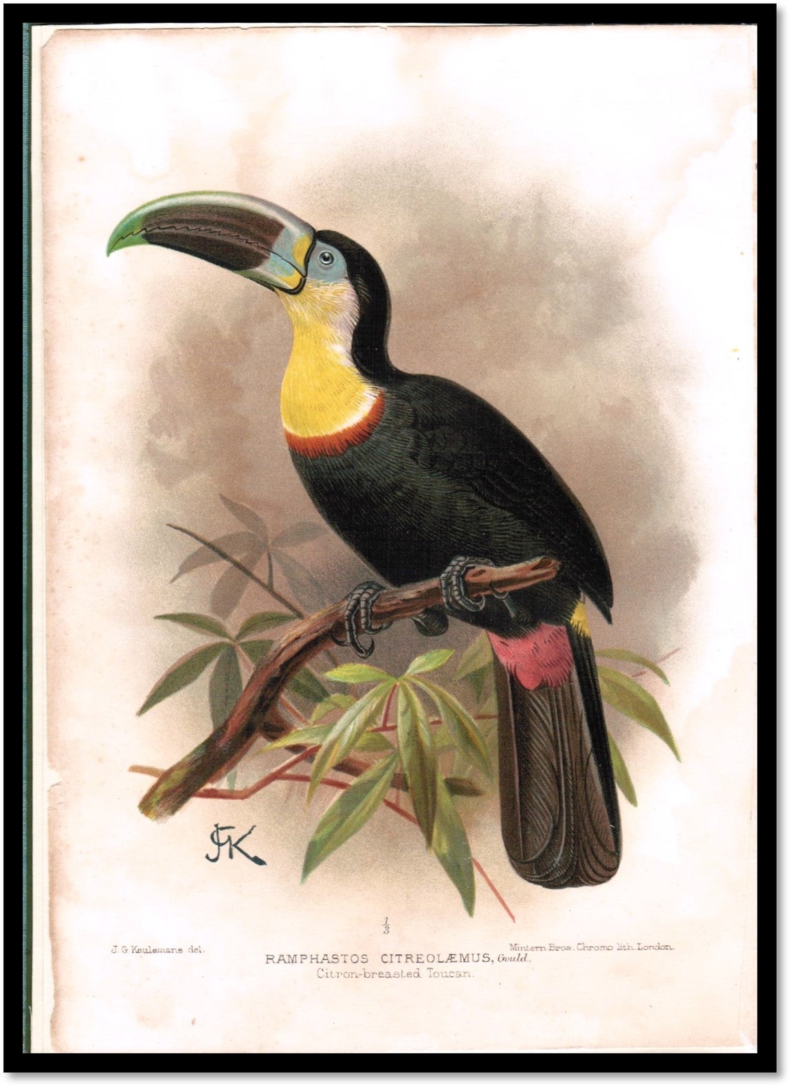 A Flying Trip to the Tropics: A Record of an Ornithological Visit to the United States of Colombia, South America and to the Island of Curacao, West Indies in the Year 1892