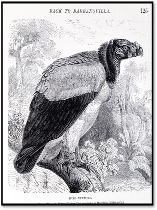 A Flying Trip to the Tropics: A Record of an Ornithological Visit to the United States of Colombia, South America and to the Island of Curacao, West Indies in the Year 1892