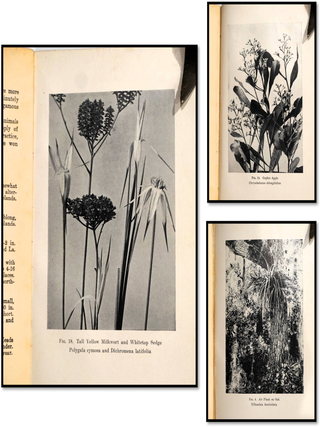 Florida Wild Flowers: an Introduction to the Florida Flora