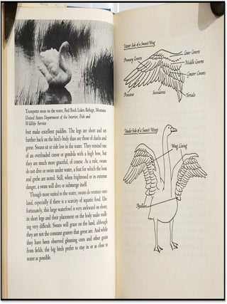 Swans