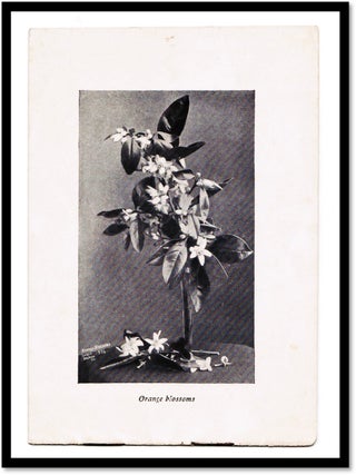 The Palmetto House’ Hotel, Daytona, Florida — Travel Brochure (c.1905)