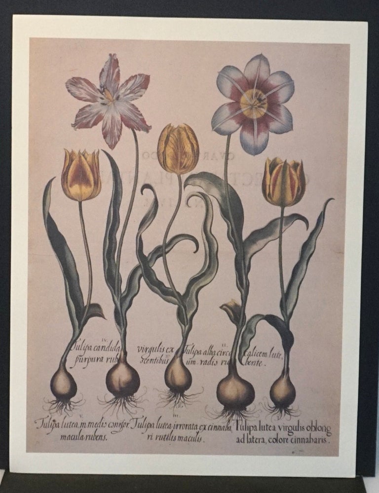 Item #21448 Modern Art Print/Poster - Basilius Besler Tulips - Hortus Eystettensis - Large Botanical Reproduction