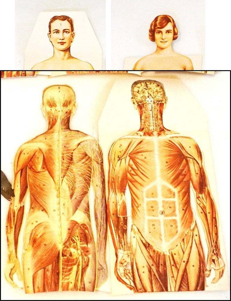 Manikins for Modern Home Physicians [Original Male & Female Anatomical Sectional Models with...