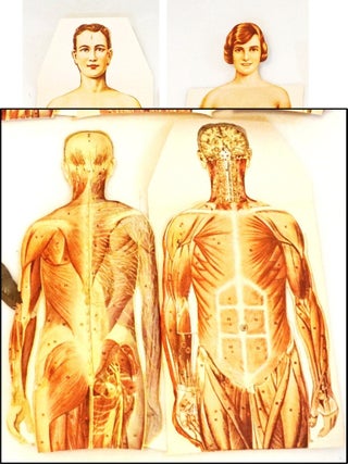 Manikins for Modern Home Physicians [Original Male & Female Anatomical Sectional Models. Victor Robinson.
