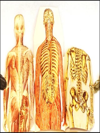 Manikins for Modern Home Physicians [Original Male & Female Anatomical Sectional Models]
