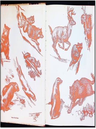 Homes and Habits of Wild Animals: North American Mammals