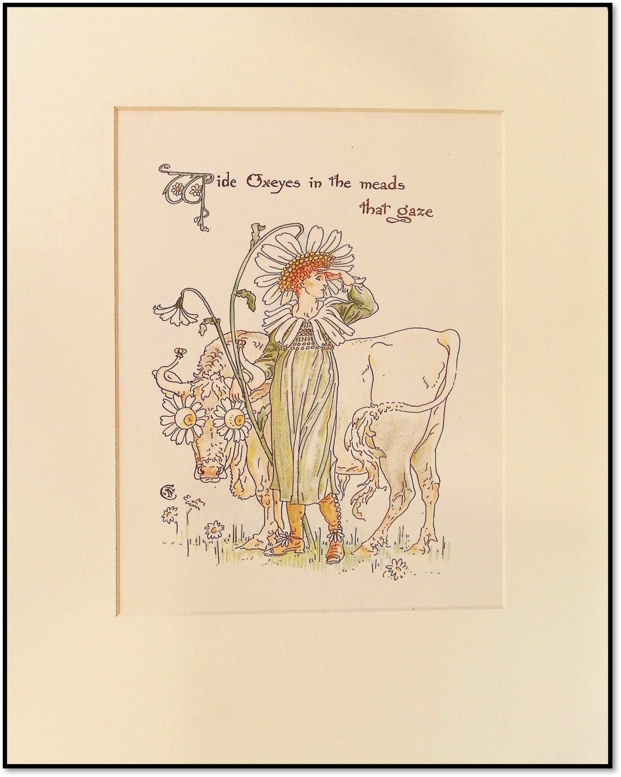 Flora's Feast: A Masque of Flowers: OXEYES Original