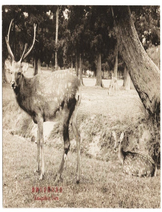 Nara Park, Japan &mdash; Sacred Deer of Kasuga [Real Photo Postcard / RPPC