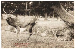 Item #22539 Nara Park, Japan — Sacred Deer of Kasuga [Real Photo Postcard / RPPC